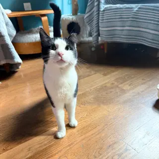 Little Bunny