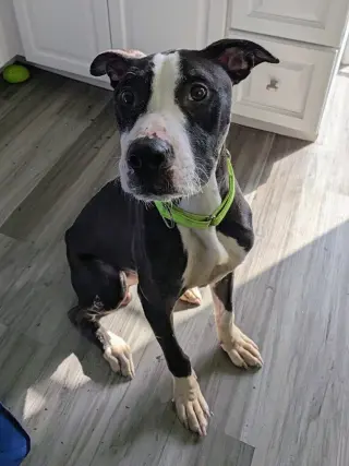 Simon