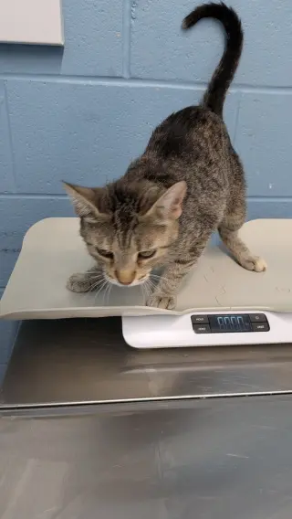 Trix