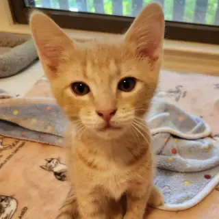 Obie