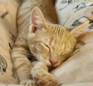 Obie
