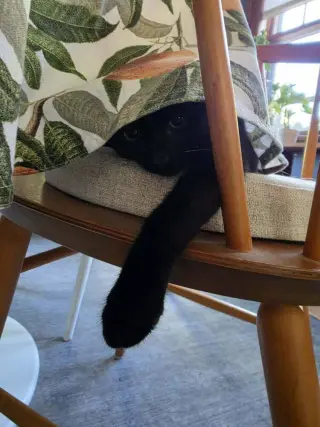 Gigi