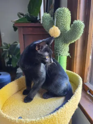 Gigi