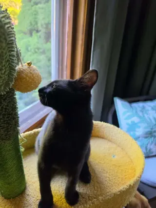 Gigi