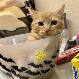 Ginger