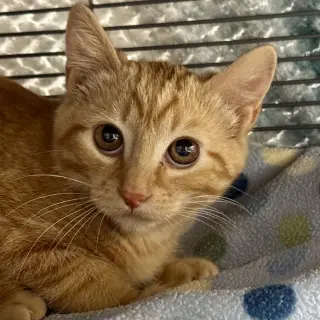 Ginger