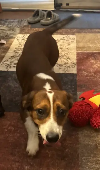Bella