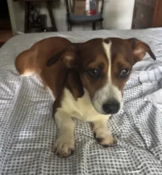 Bella