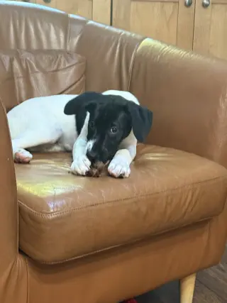 Puppy Nellie