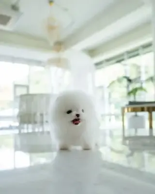 Pomeranian and French bulldog