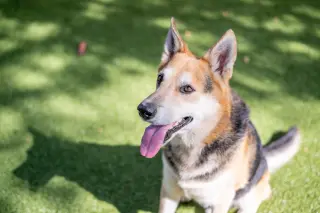 Max