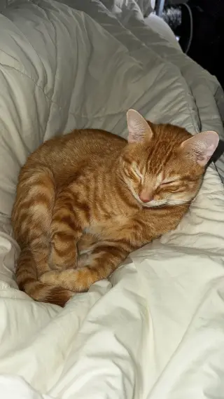 Furgus