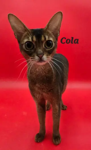 Cola
