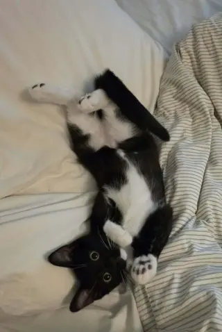 Tuxie Samie
