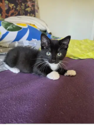 Tuxie Samie