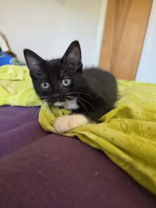 Tuxie Samie