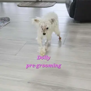 Dolly