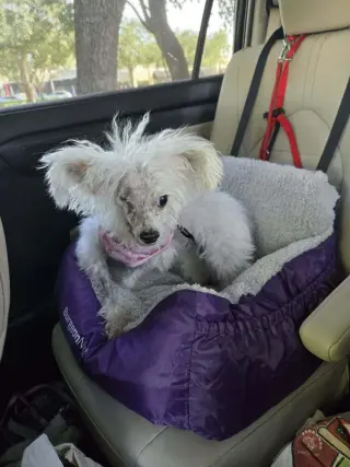 Dolly