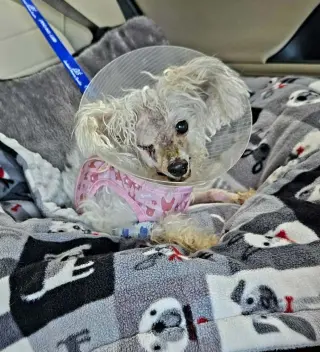 Dolly