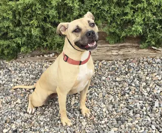 Silly SWEET Ms Strudel ~ Lovely 50lb 3y APBT Lady
