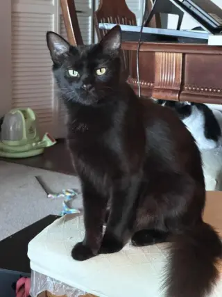 Ebony