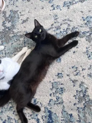 Ebony