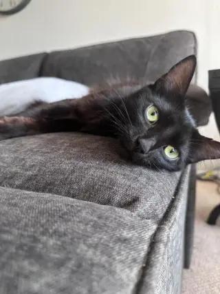 Ebony