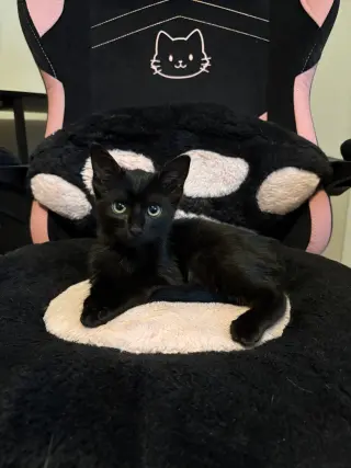 Umbreon