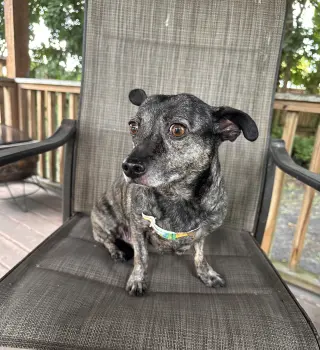 Maci