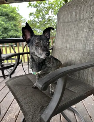 Maci