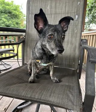 Maci