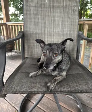 Maci