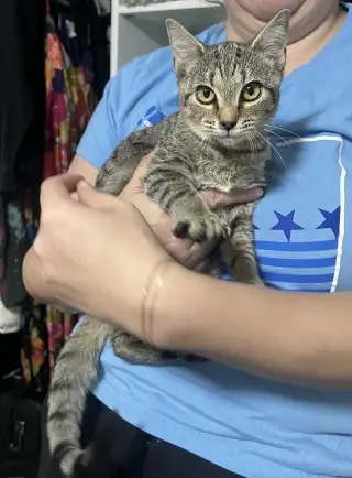LUA