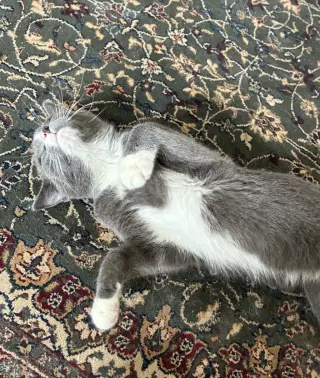 HANK