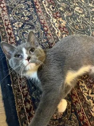 HANK