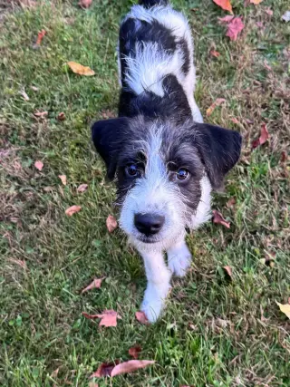 Sokka