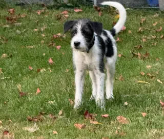 Sokka