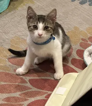 JAMESON