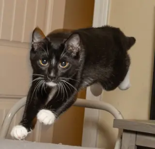 KITTEN LORD SOCK