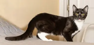 KITTEN LORD SOCK