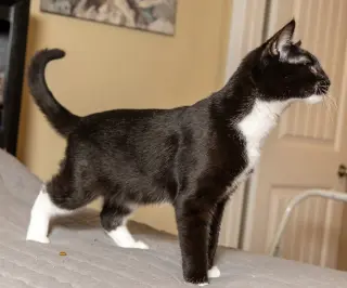 KITTEN LORD SOCK