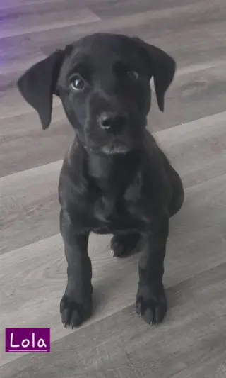 Lola