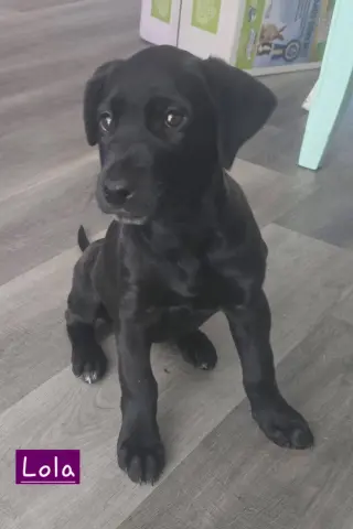 Lola