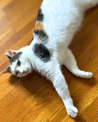 Frida