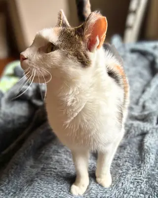 Frida