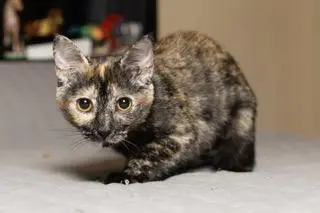 KITTEN STELLA