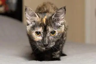 KITTEN STELLA
