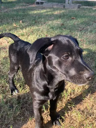 Lila