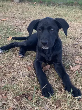 Lila