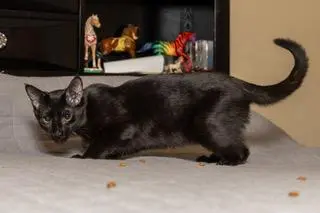 KITTEN TUCKER